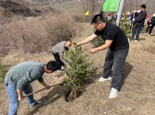 tapplay参加2025年春季义务植树活动